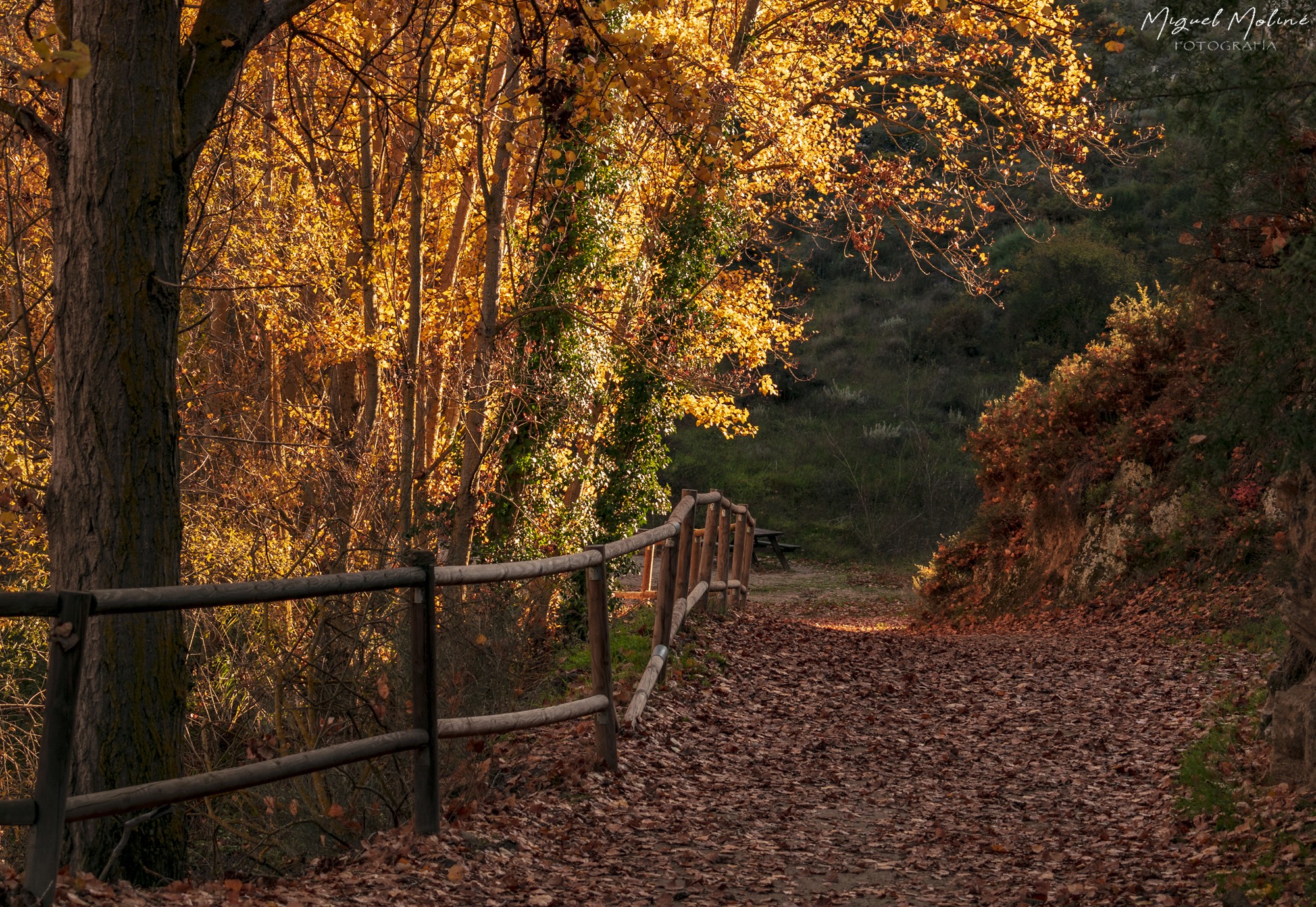 OTOÑO EN ALHAMA 4